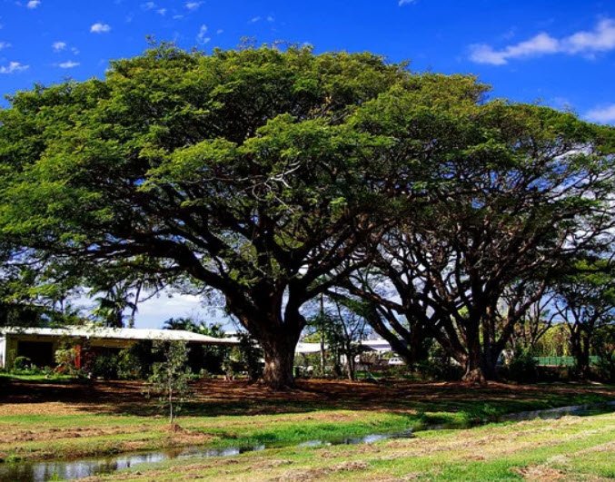 Anderson Park, Australia